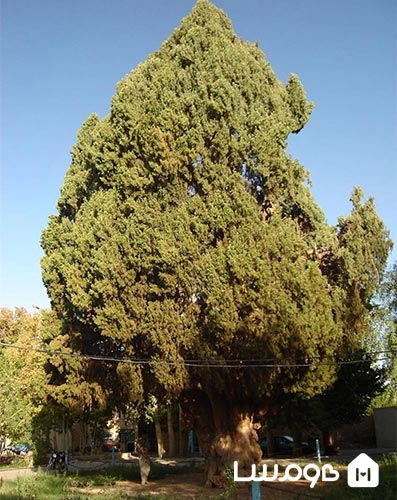 سرو مهریز