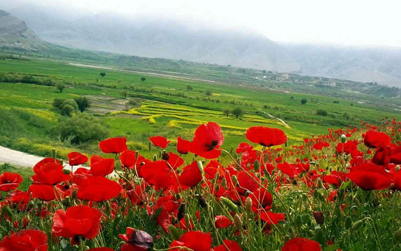 طبیعت دشت سوسن