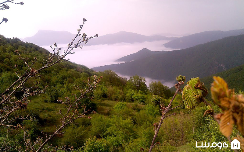 پوشش گیاهی جنگل ابر