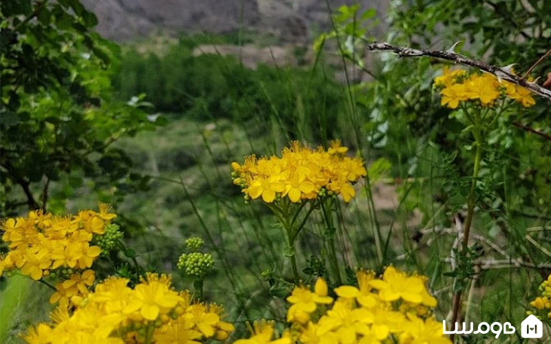 طبیعت روستای سنگان