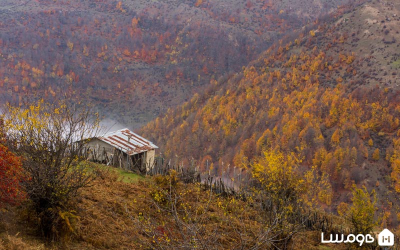 dalkhani-forest