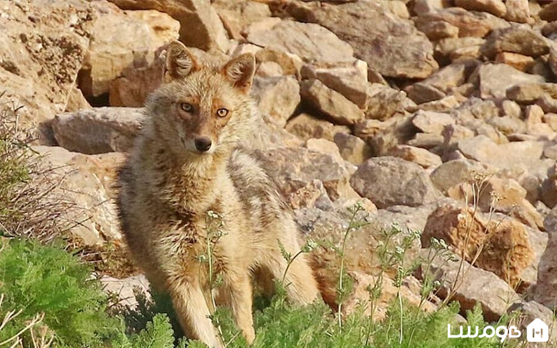 حیوانات روستای ابیانه