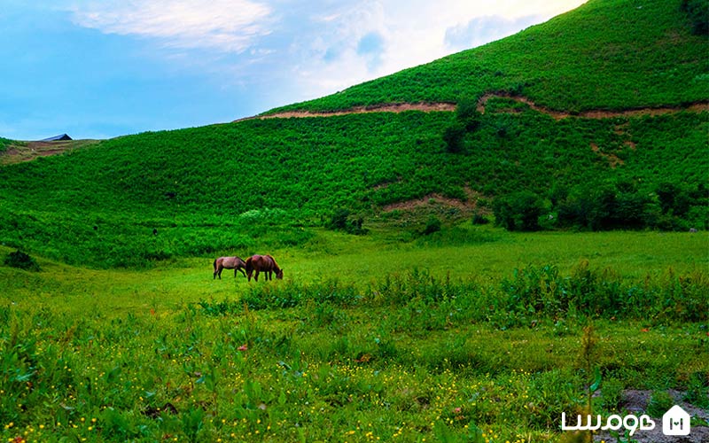 دشت هویج لواسان