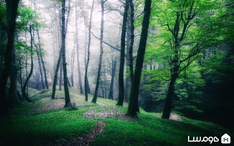 نمایی از جنگل دالخانی رامسر، معروف به دالان بهشت