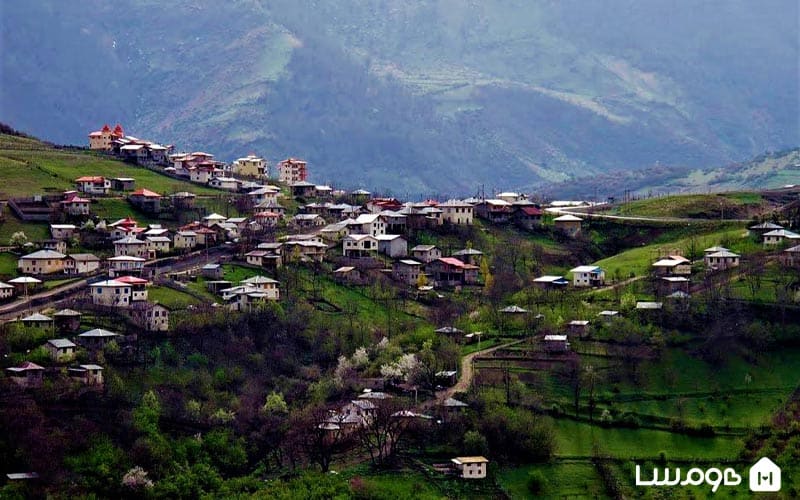 مزارع گل گاوزبان در دهستان جنت رودبار در نزدیکی جنگل دالخانی رامسر
