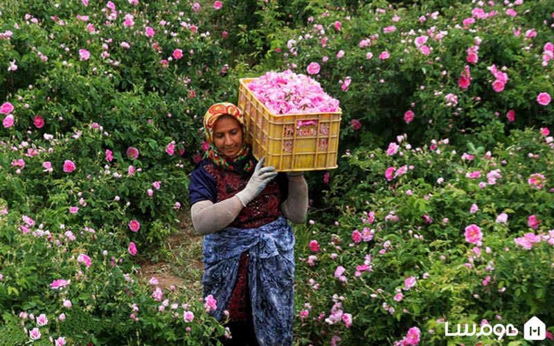 مزارع گل محمدی