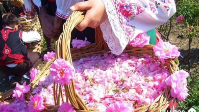 جشنواره گلاب گیری