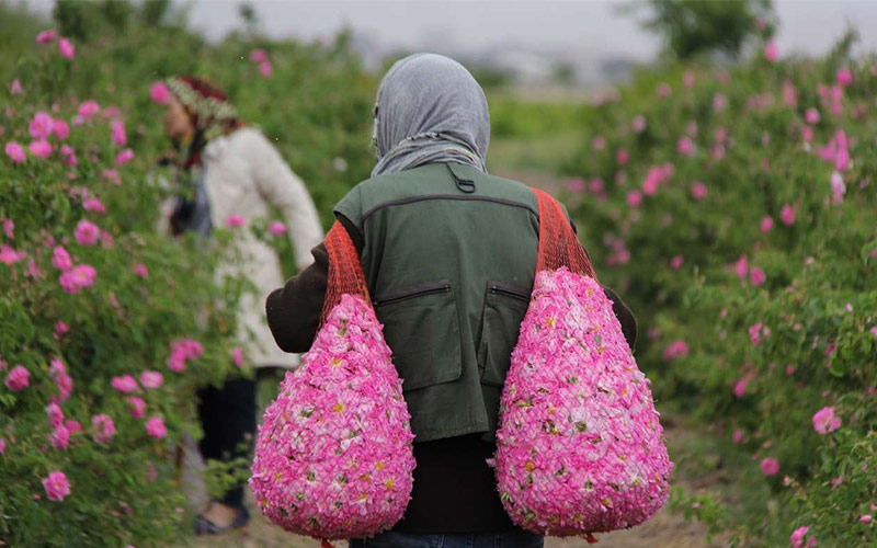 جشنوراه گل محمدی بردسیر