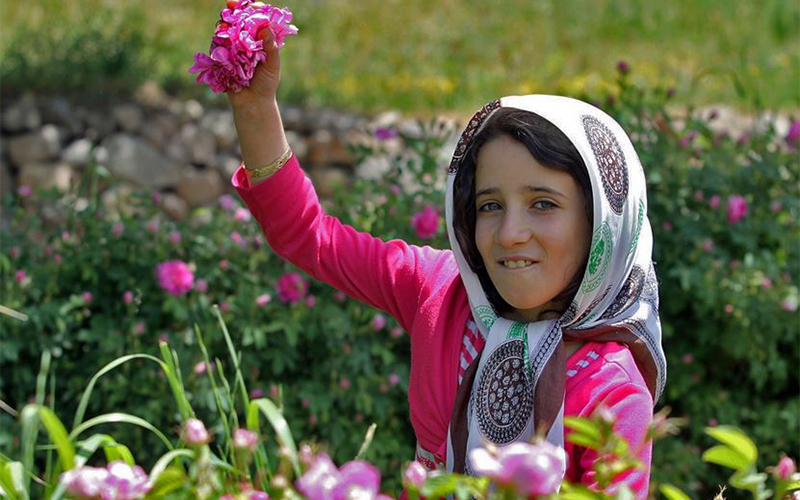 جشنواره گل محمدی