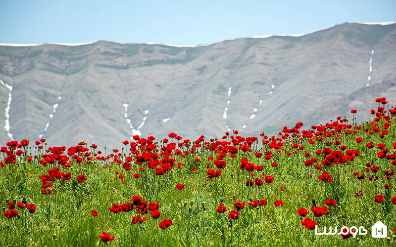 زیبایی های دشت لار