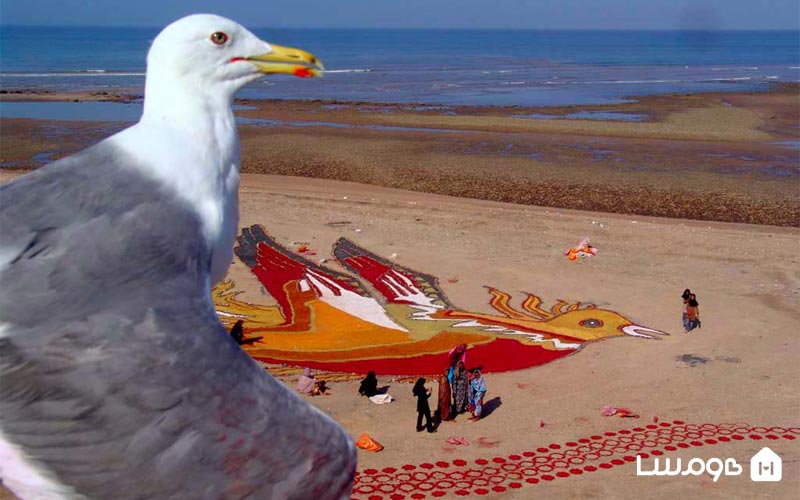 ساحل مرغان دریایی هرمز