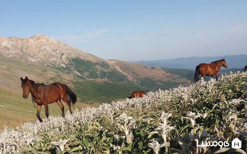 ییلاق جواهردشت