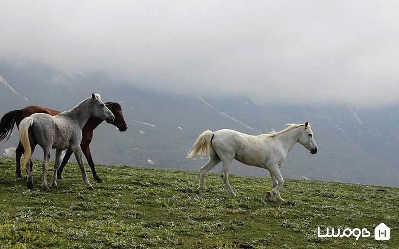 ییلاق جواهردشت