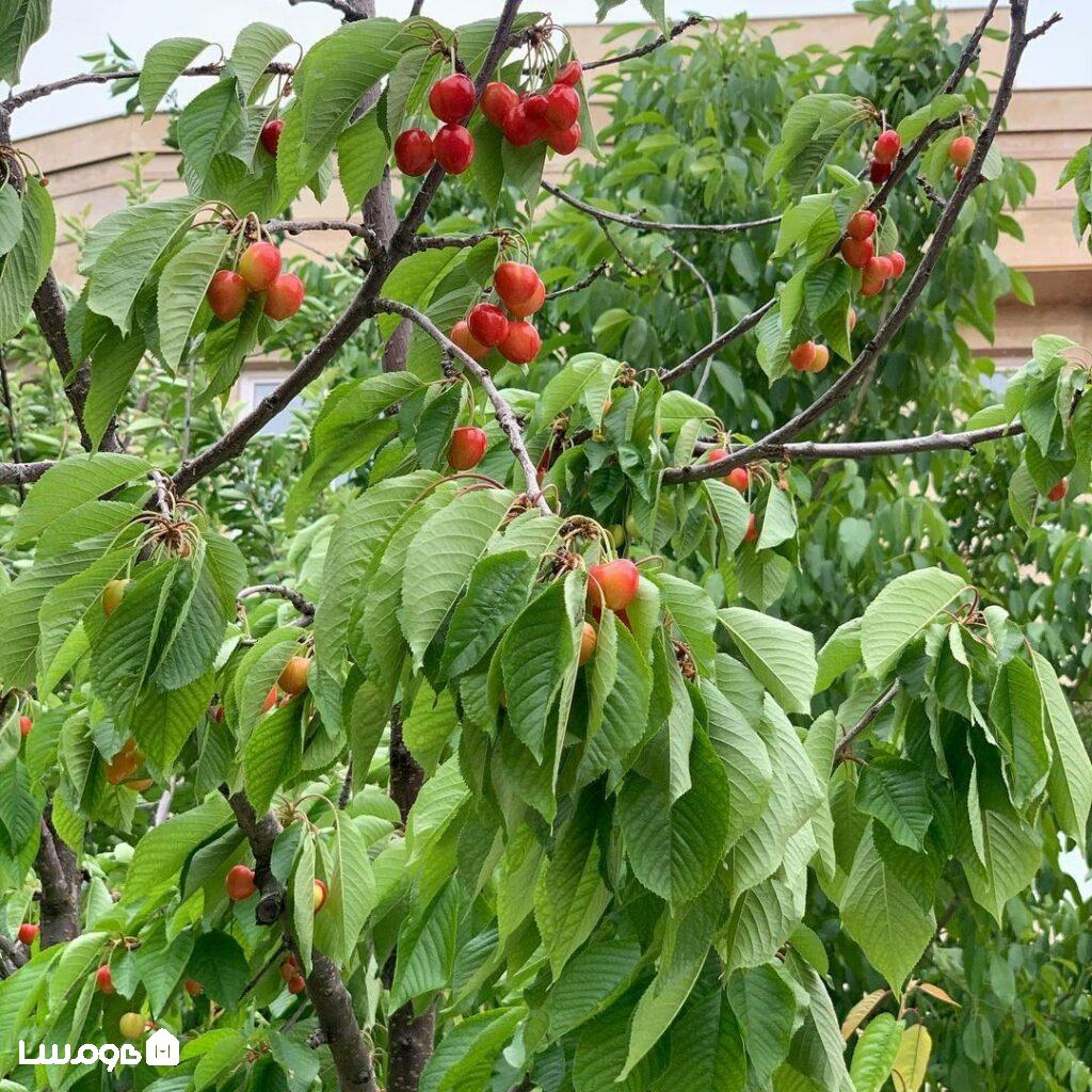 لذت چیدن میوه از درخت در باغهای کردان