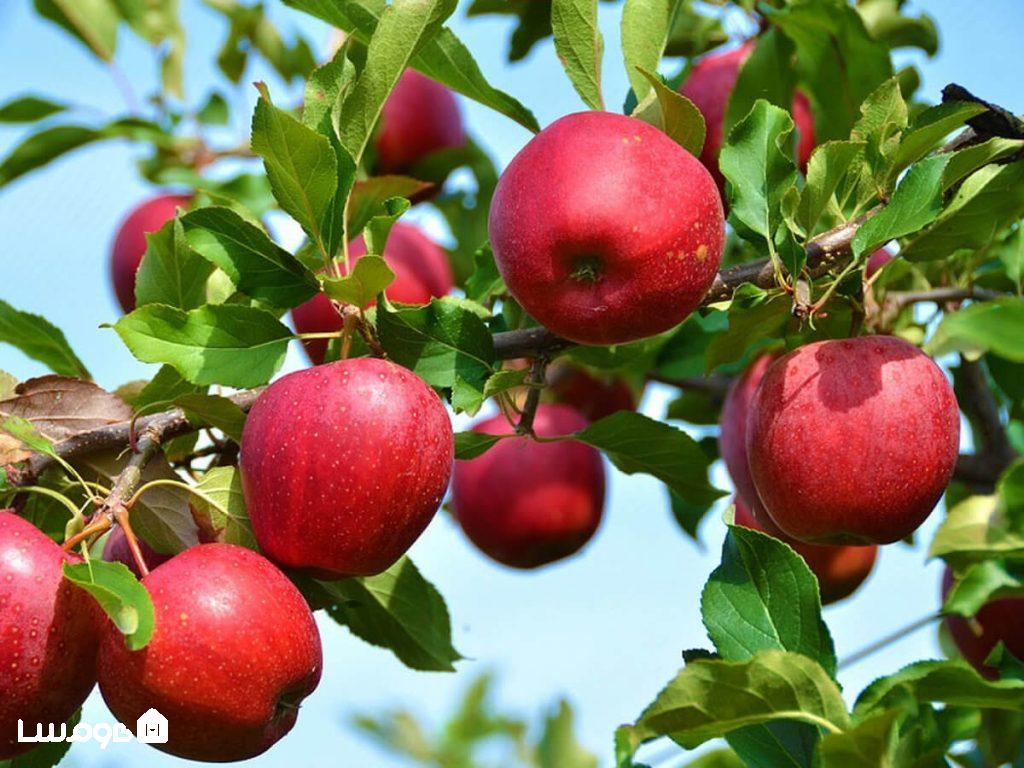 باغ سیب سمیرم