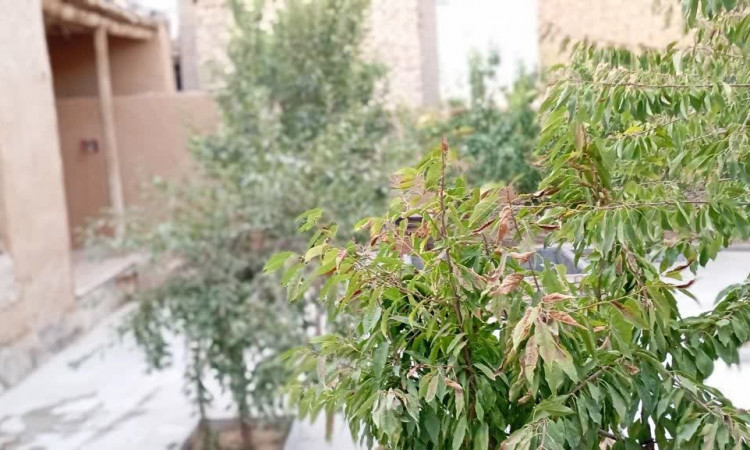 اقامتگاه بوم گردی کاوه آهنگر (اتاق شاه نشین)