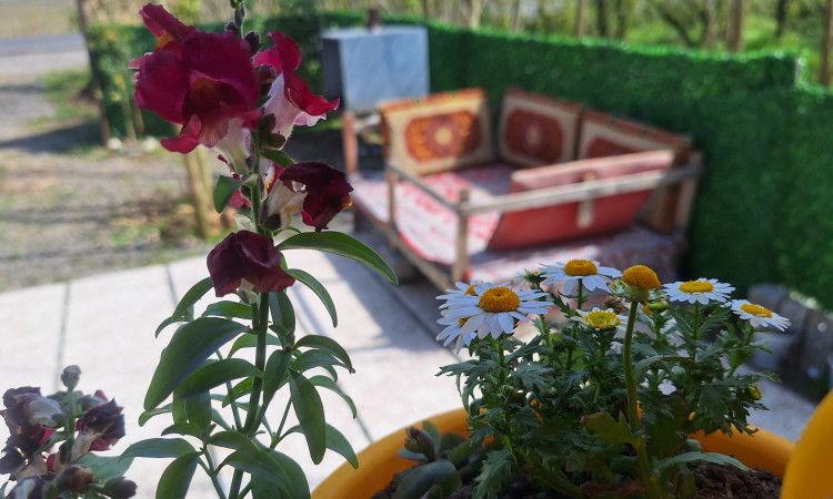 اجاره کلبه چوبی تک خواب سرسبز