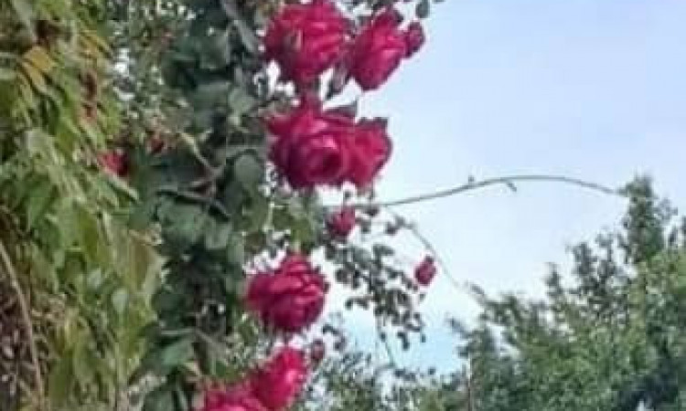 اجاره ویلا دو خواب جنگلی اسالم