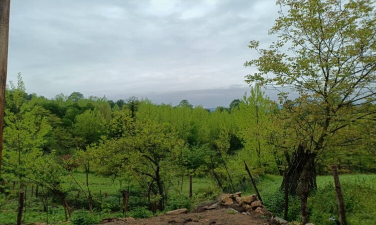 اجاره کلبه تک خواب ویشار