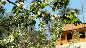 اجاره کلبه تک خواب ویشار