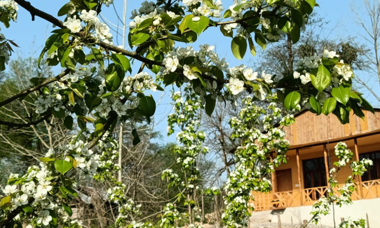 اجاره کلبه تک خواب ویشار