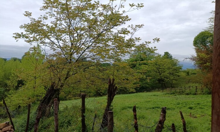 اجاره کلبه تک خواب ویشار