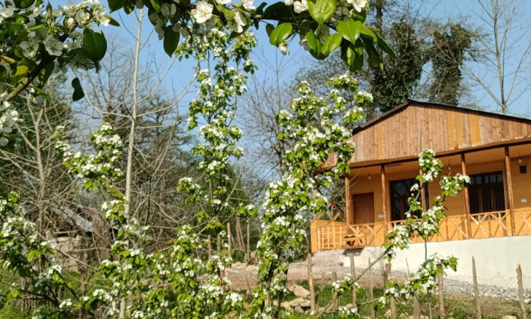 اجاره کلبه تک خواب ویشار