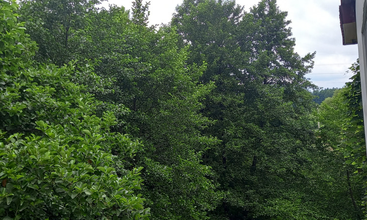 اجاره آپارتمان دوخواب جنگلی گل نرگس