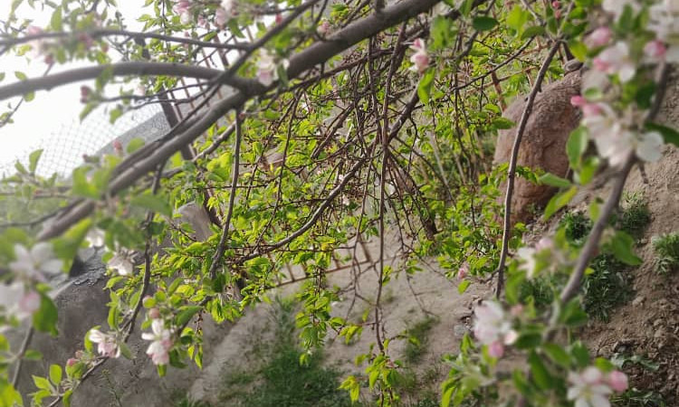 اجاره خانه سنتی تک خواب ائلمان