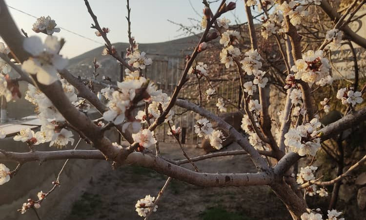 اجاره خانه سنتی تک خواب ائلمان