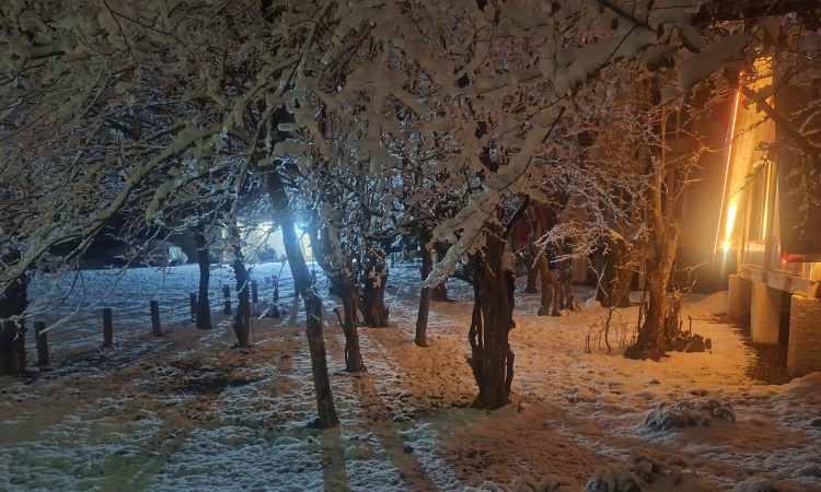 اجاره کلبه دوبلکس گل آفتابگردان