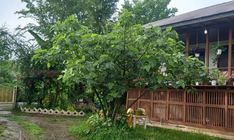 اجاره خانه سنتی تک خواب شیرزاد