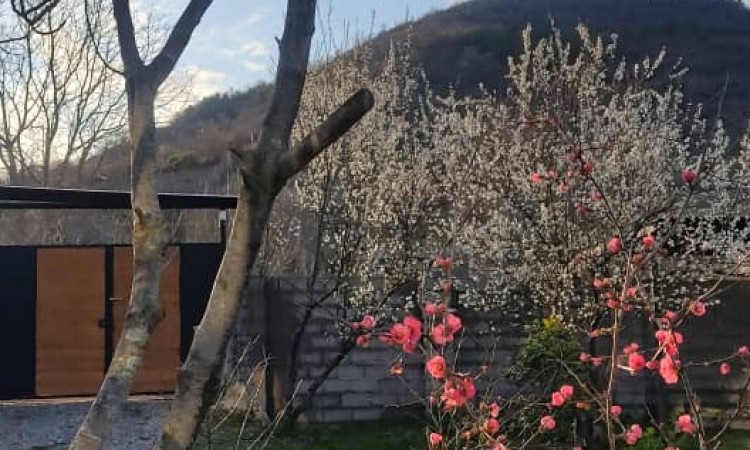 اجاره کلبه دوبلکس چوبی شیشه ای مدرن بلور