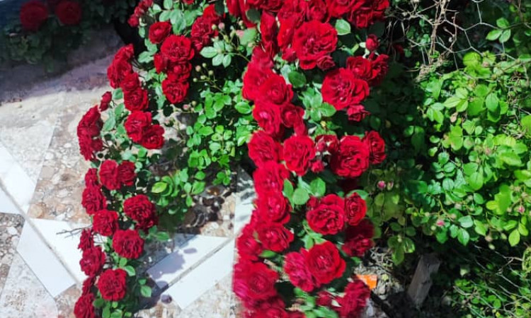 اجاره ویلا استخردار آبگرم زرین با جکوزی