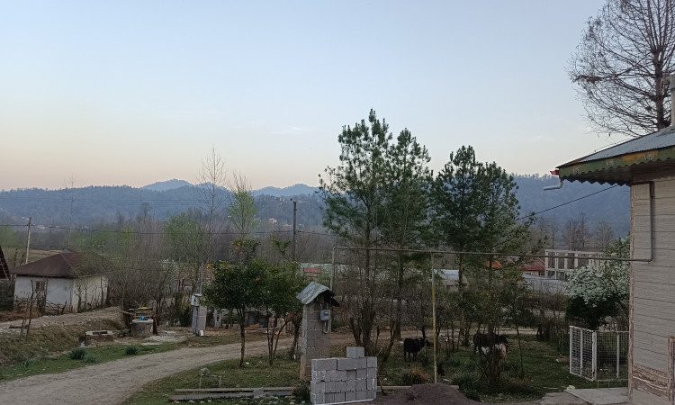 اجاره ویلا جنگلی تک خواب شولم
