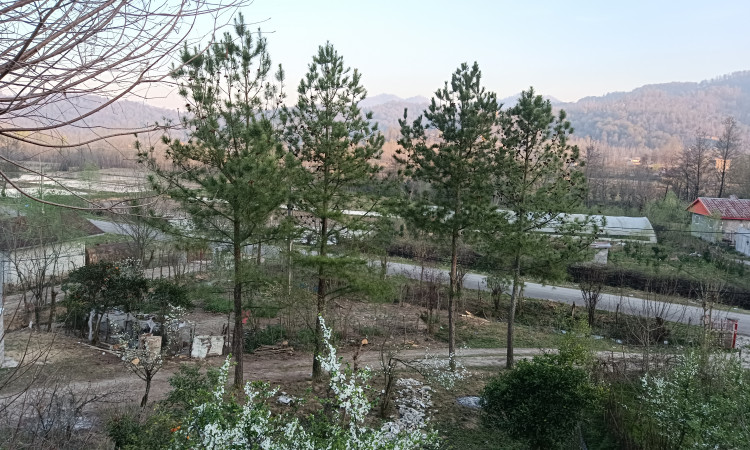 اجاره ویلا جنگلی تک خواب شولم