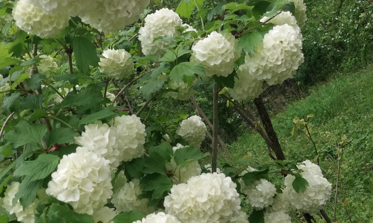 اجاره ویلا جنگلی دو خواب کچا سنگر گیلان