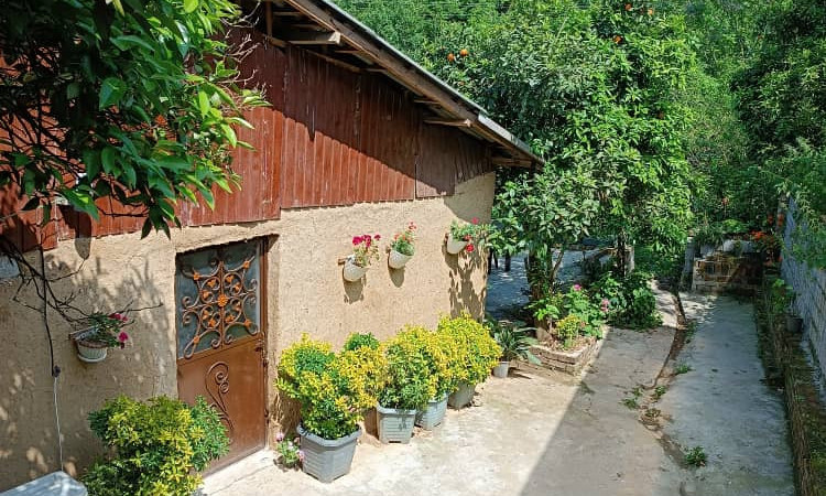 اجاره کلبه سنتی جنگلی شمشاد