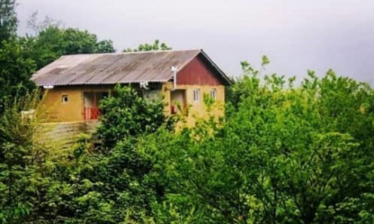 اجاره کلبه سنتی جنگلی شمشاد