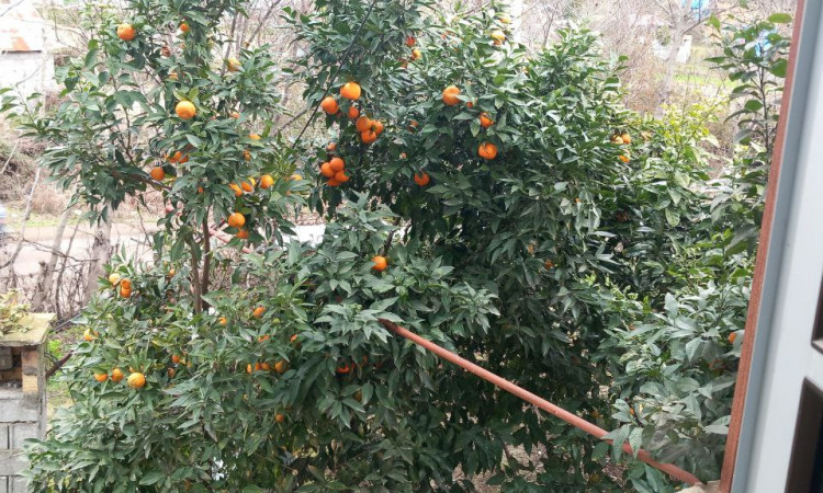 اجاره ویلا دوبلکس دو خواب در دل طبیعت