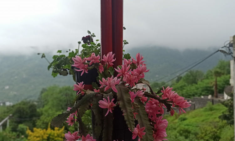 ویلا دوخوابه جنگلی رامسر حسنی