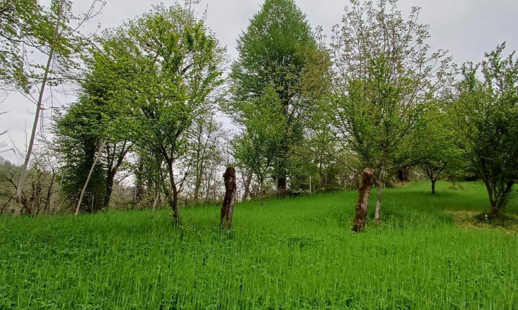 اجاره سوئیت جنگلی نارنج