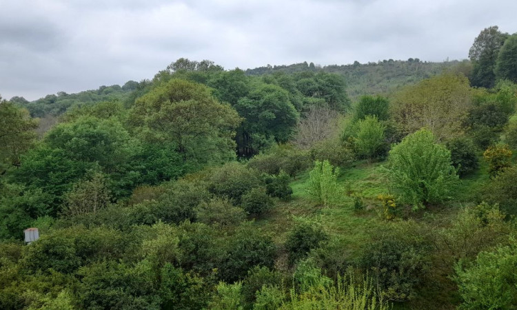 اجاره کلبه چوبی لفور