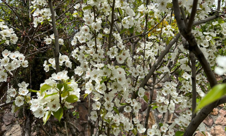 اجاره کلبه شیشه ای لونا