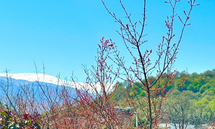 اجاره کلبه سوئیسی مآسو فولادکلا 3