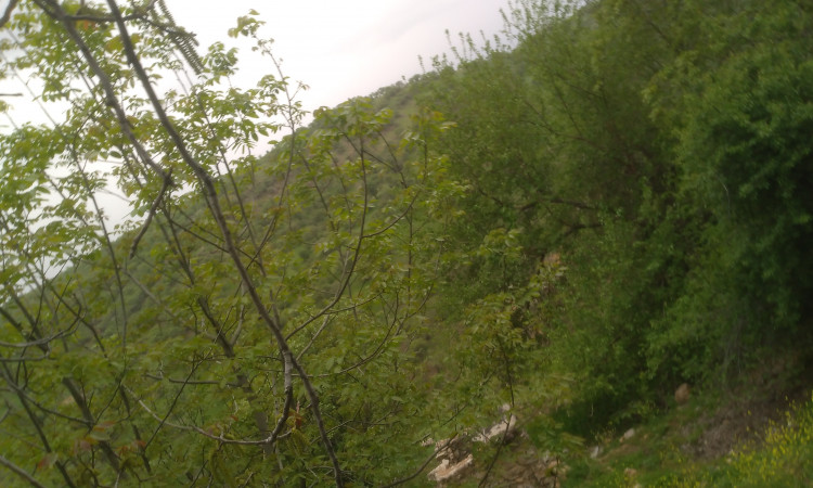 اجاره خونه سنتی در ابشار بیشه