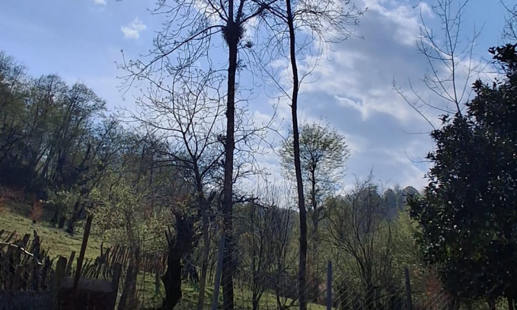 اجاره کلبه چوبی دو خواب نارنج