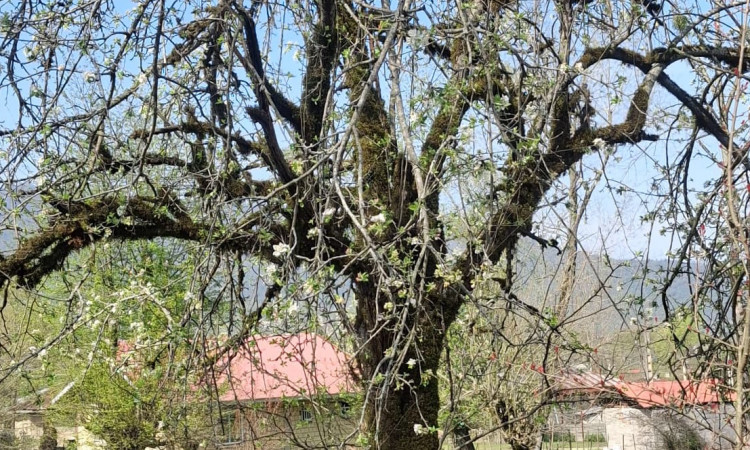 اجاره کلبه چوبی دو خواب نارنج