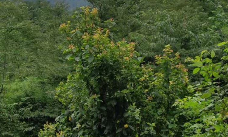 اجاره کلبه چوبی روجا