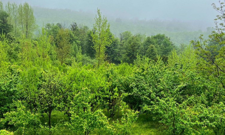 اجاره کلبه سوئیسی تینار